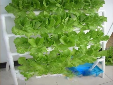 無土栽培式陽臺種菜，這幾種便捷的種植方式你嘗試了嗎？